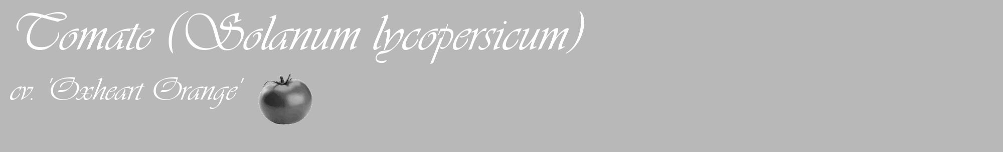 Étiquette de : Solanum lycopersicum cv. 'Oxheart Orange' - format c - style blanche39_basique_basiqueviv avec comestibilité simplifiée