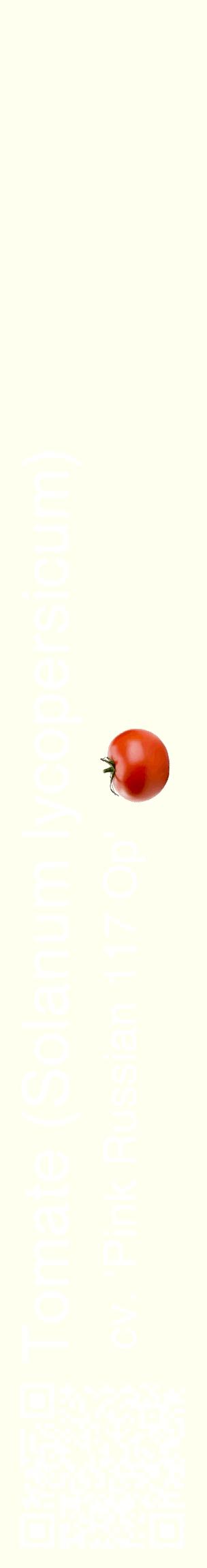 Étiquette de : Solanum lycopersicum cv. 'Pink Russian 117 Op' - format c - style blanche19_basiquehel avec qrcode et comestibilité simplifiée
