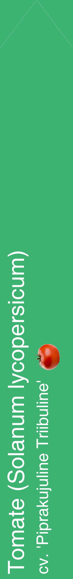 Étiquette de : Solanum lycopersicum cv. 'Piprakujuline Triibuline' - format c - style blanche12_simplehel avec comestibilité simplifiée