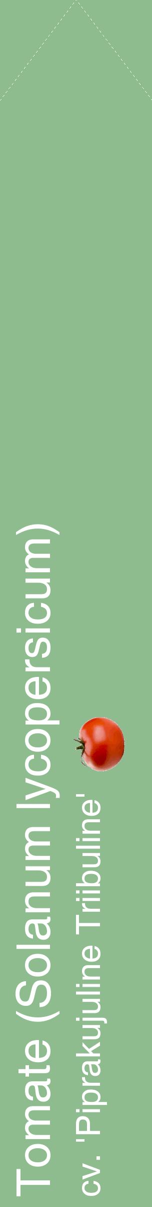 Étiquette de : Solanum lycopersicum cv. 'Piprakujuline Triibuline' - format c - style blanche13_simplehel avec comestibilité simplifiée