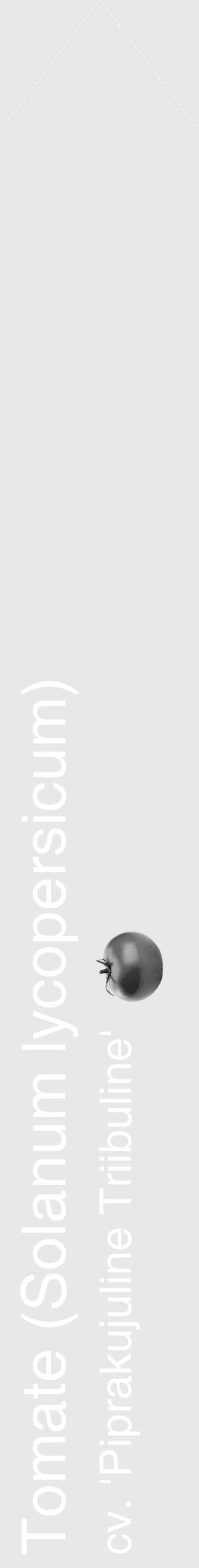 Étiquette de : Solanum lycopersicum cv. 'Piprakujuline Triibuline' - format c - style blanche55_simple_simplehel avec comestibilité simplifiée - position verticale