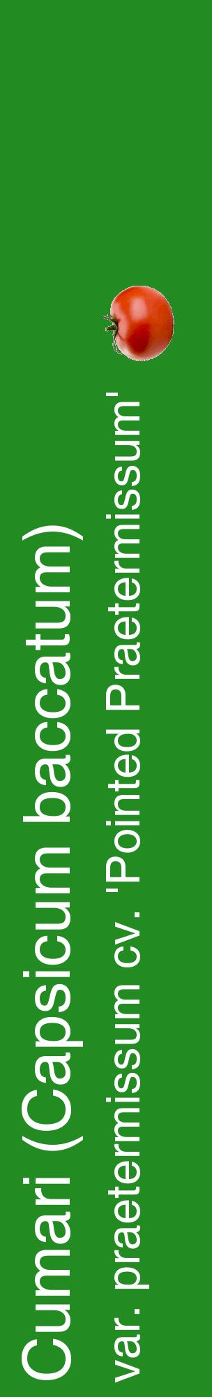 Étiquette de : Capsicum baccatum var. praetermissum cv. 'Pointed Praetermissum' - format c - style blanche10_basiquehel avec comestibilité simplifiée