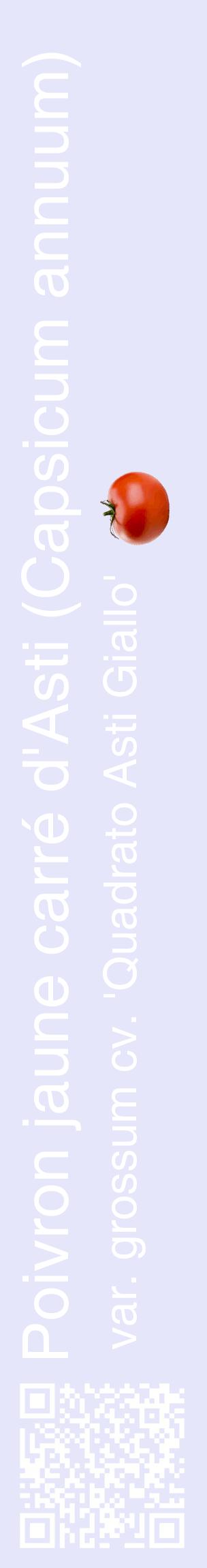 Étiquette de : Capsicum annuum var. grossum cv. 'Quadrato Asti Giallo' - format c - style blanche55_basiquehel avec qrcode et comestibilité simplifiée