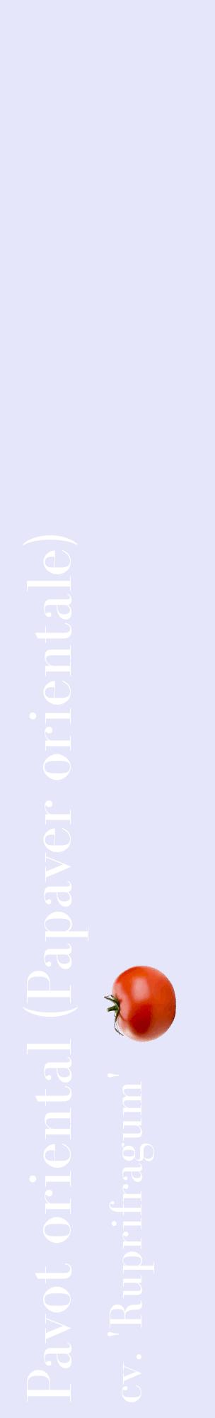 Étiquette de : Papaver orientale cv. 'Ruprifragum' - format c - style blanche55_basiquebod avec comestibilité simplifiée