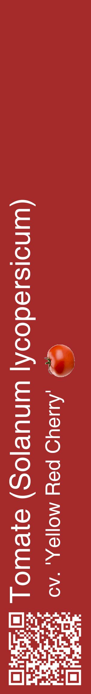 Étiquette de : Solanum lycopersicum cv. 'Yellow Red Cherry' - format c - style blanche33_basiquehel avec qrcode et comestibilité simplifiée