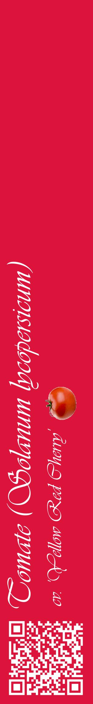 Étiquette de : Solanum lycopersicum cv. 'Yellow Red Cherry' - format c - style blanche36_basiqueviv avec qrcode et comestibilité simplifiée