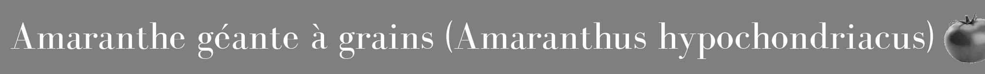 Étiquette de : Amaranthus hypochondriacus - format a - style blanche57bod avec comestibilité simplifiée