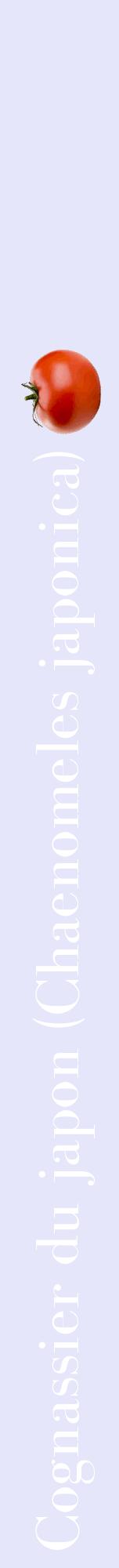 Étiquette de : Chaenomeles japonica - format a - style blanche55bod avec comestibilité simplifiée