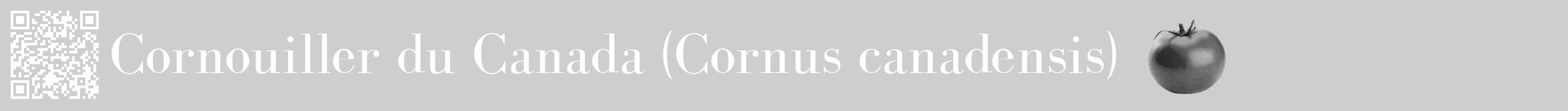 Étiquette de : Cornus canadensis - format a - style blanche17bod avec qrcode et comestibilité simplifiée