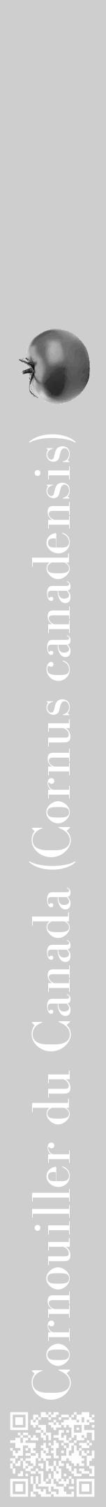 Étiquette de : Cornus canadensis - format a - style blanche17bod avec qrcode et comestibilité simplifiée - position verticale