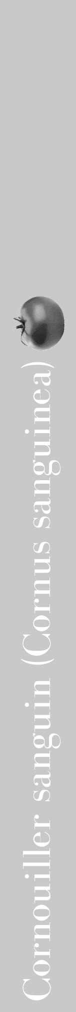 Étiquette de : Cornus sanguinea - format a - style blanche54bod avec comestibilité simplifiée - position verticale