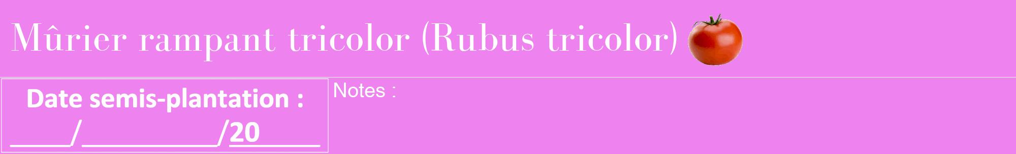 Étiquette de : Rubus tricolor - format a - style blanche53bod avec comestibilité simplifiée