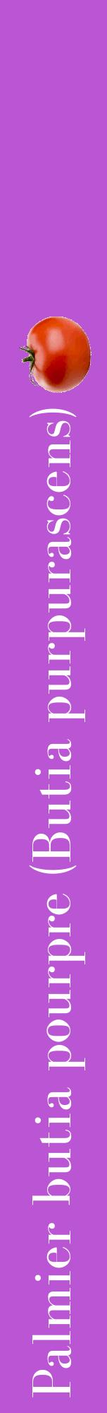 Étiquette de : Butia purpurascens - format a - style blanche50bod avec comestibilité simplifiée