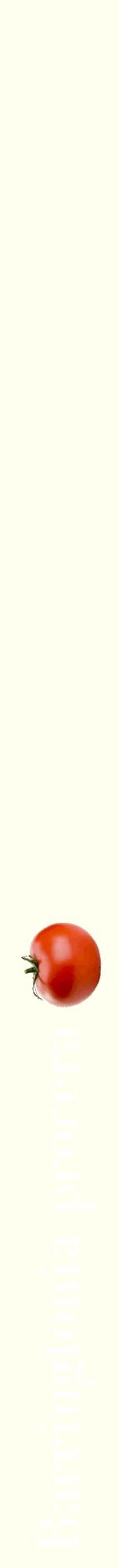 Étiquette de : Barringtonia procera - format a - style blanche19bod avec comestibilité simplifiée