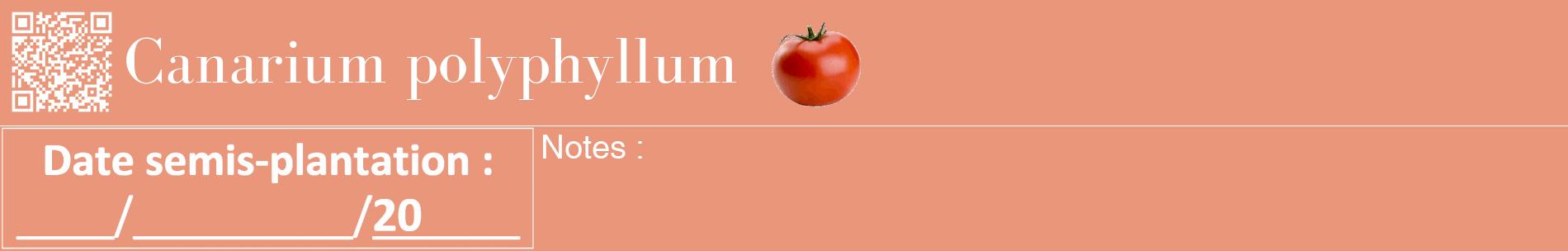 Étiquette de : Canarium polyphyllum - format a - style blanche37basiquebod avec qrcode et comestibilité simplifiée