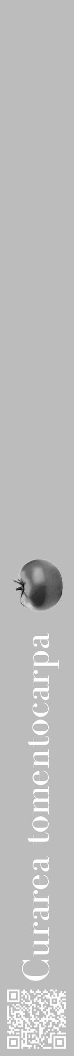 Étiquette de : Curarea tomentocarpa - format a - style blanche1bod avec qrcode et comestibilité simplifiée - position verticale