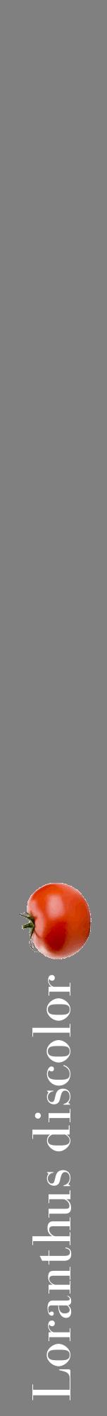 Étiquette de : Loranthus discolor - format a - style blanche57bod avec comestibilité simplifiée