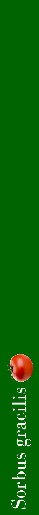 Étiquette de : Sorbus gracilis - format a - style blanche8bod avec comestibilité simplifiée