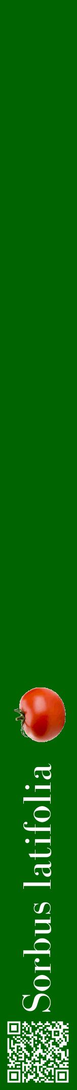 Étiquette de : Sorbus latifolia - format a - style blanche8bod avec qrcode et comestibilité simplifiée
