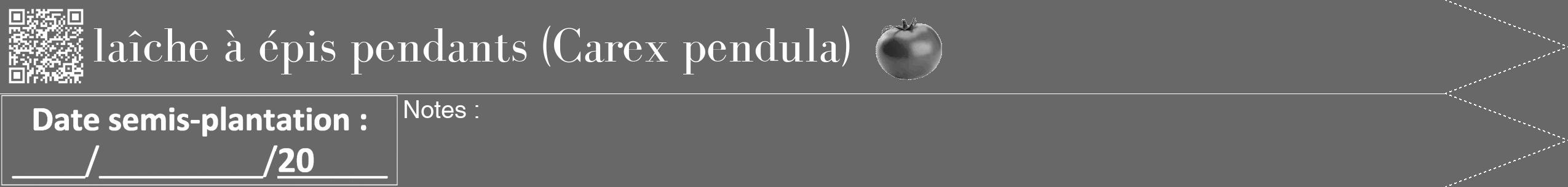 Étiquette de : Carex pendula - format b - style blanche6bod avec qrcode et comestibilité simplifiée