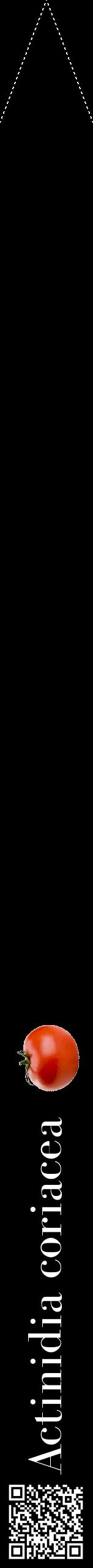 Étiquette de : Actinidia coriacea - format b - style blanche59bod avec qrcode et comestibilité simplifiée