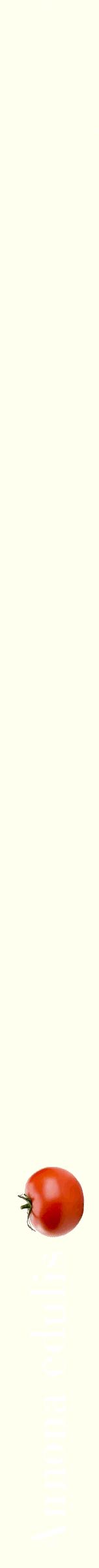 Étiquette de : Annona edulis - format b - style blanche19bod avec comestibilité simplifiée