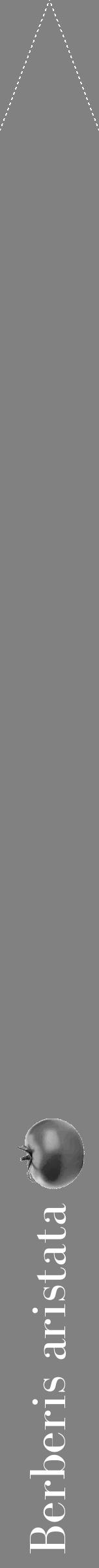 Étiquette de : Berberis aristata - format b - style blanche50bod avec comestibilité simplifiée - position verticale