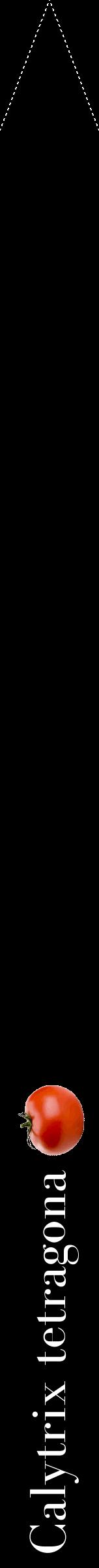 Étiquette de : Calytrix tetragona - format b - style blanche59bod avec comestibilité simplifiée