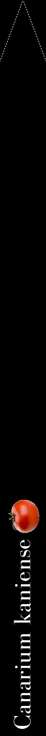 Étiquette de : Canarium kaniense - format b - style blanche59bod avec comestibilité simplifiée