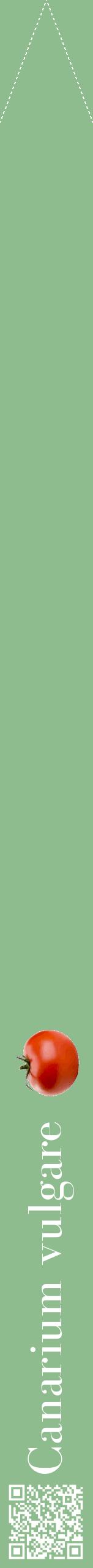 Étiquette de : Canarium vulgare - format b - style blanche13bod avec qrcode et comestibilité simplifiée