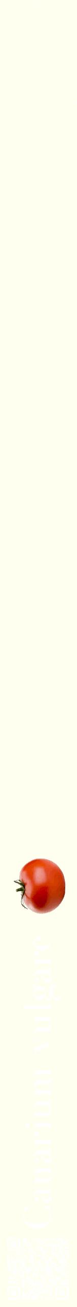 Étiquette de : Canarium vulgare - format b - style blanche19bod avec qrcode et comestibilité simplifiée
