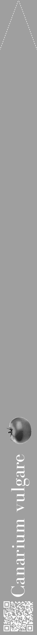 Étiquette de : Canarium vulgare - format b - style blanche24simplebod avec qrcode et comestibilité simplifiée - position verticale