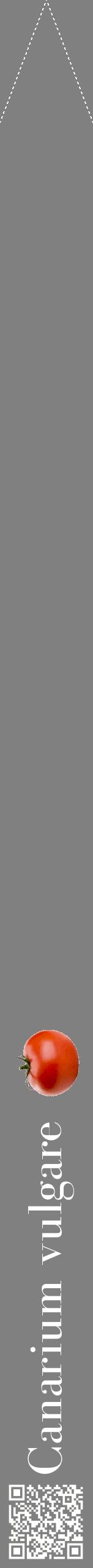 Étiquette de : Canarium vulgare - format b - style blanche57bod avec qrcode et comestibilité simplifiée