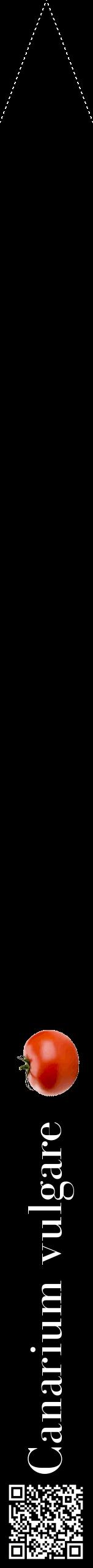 Étiquette de : Canarium vulgare - format b - style blanche59bod avec qrcode et comestibilité simplifiée