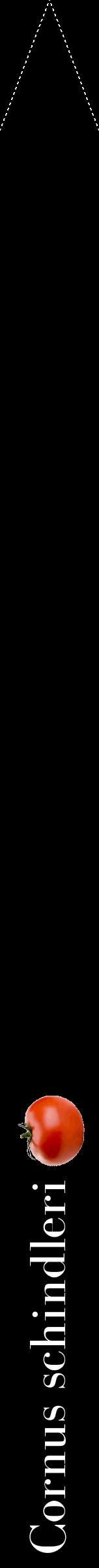 Étiquette de : Cornus schindleri - format b - style blanche59bod avec comestibilité simplifiée