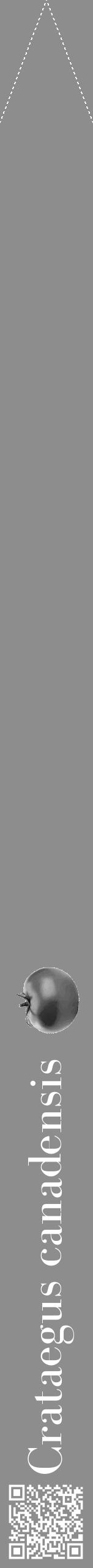 Étiquette de : Crataegus canadensis - format b - style blanche2bod avec qrcode et comestibilité simplifiée - position verticale