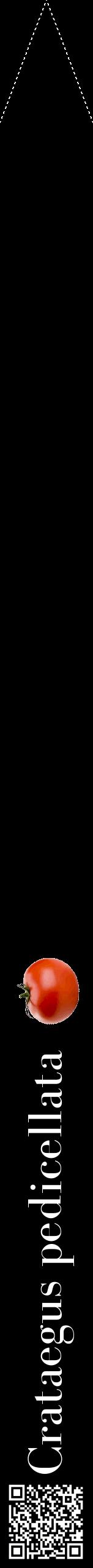 Étiquette de : Crataegus pedicellata - format b - style blanche59bod avec qrcode et comestibilité simplifiée