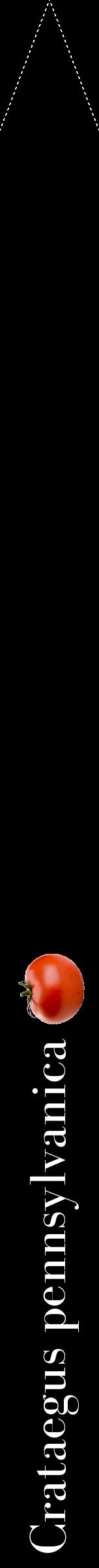 Étiquette de : Crataegus pennsylvanica - format b - style blanche59bod avec comestibilité simplifiée