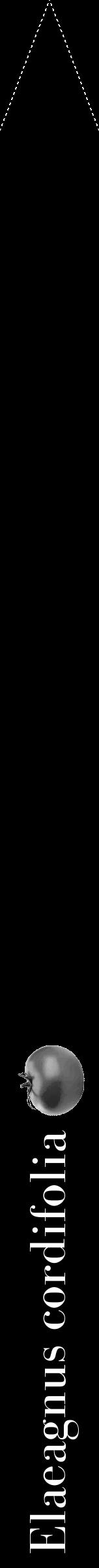 Étiquette de : Elaeagnus cordifolia - format b - style blanche59bod avec comestibilité simplifiée - position verticale