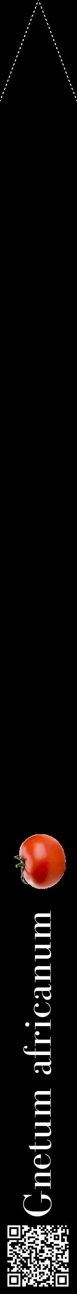 Étiquette de : Gnetum africanum - format b - style blanche59bod avec qrcode et comestibilité simplifiée