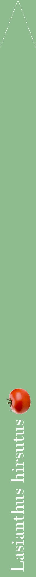 Étiquette de : Lasianthus hirsutus - format b - style blanche13bod avec comestibilité simplifiée