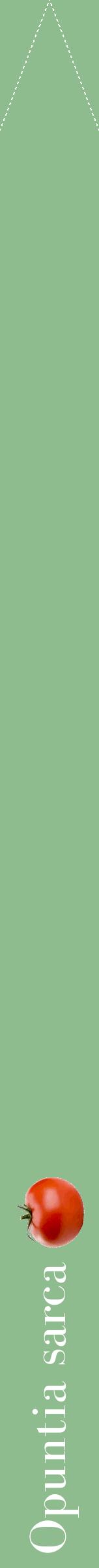 Étiquette de : Opuntia sarca - format b - style blanche13bod avec comestibilité simplifiée