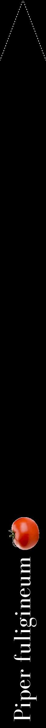 Étiquette de : Piper fuligineum - format b - style blanche59bod avec comestibilité simplifiée