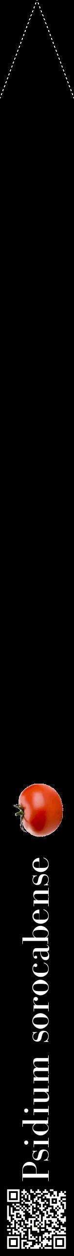 Étiquette de : Psidium sorocabense - format b - style blanche59bod avec qrcode et comestibilité simplifiée