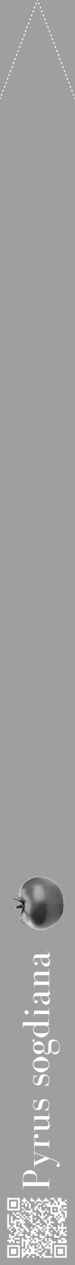 Étiquette de : Pyrus sogdiana - format b - style blanche24bod avec qrcode et comestibilité simplifiée - position verticale
