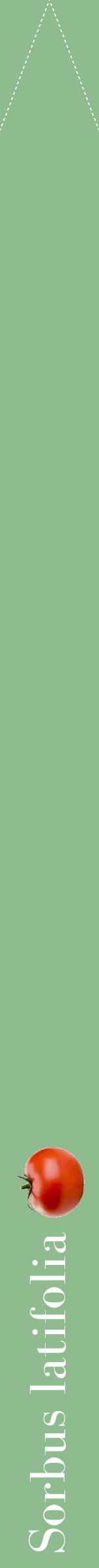 Étiquette de : Sorbus latifolia - format b - style blanche13bod avec comestibilité simplifiée