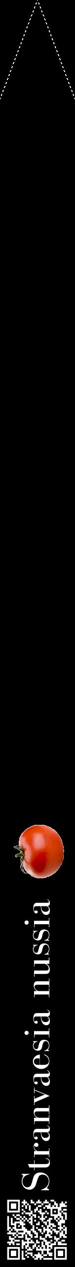 Étiquette de : Stranvaesia nussia - format b - style blanche59bod avec qrcode et comestibilité simplifiée