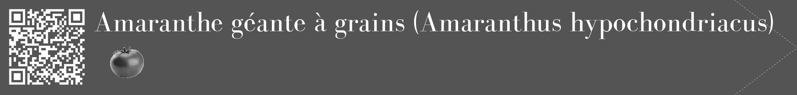 Étiquette de : Amaranthus hypochondriacus - format c - style blanche36_simple_simplebod avec qrcode et comestibilité simplifiée