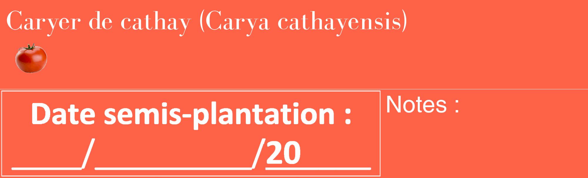 Étiquette de : Carya cathayensis - format c - style blanche25_basique_basiquebod avec comestibilité simplifiée