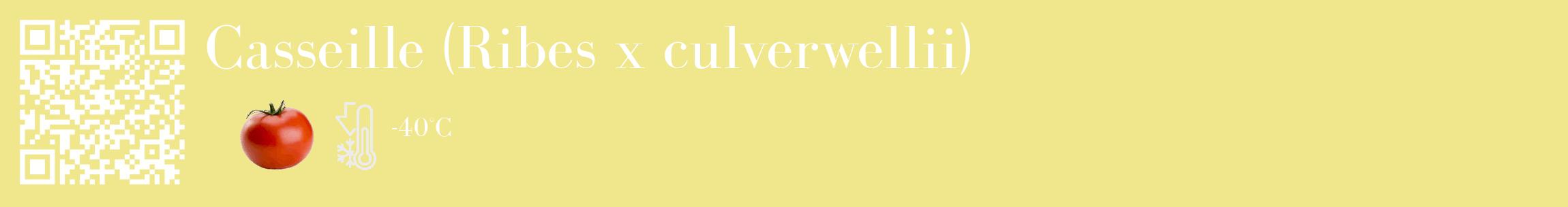 Étiquette de : Ribes x culverwellii - format c - style blanche20_basique_basiquebod avec qrcode et comestibilité simplifiée